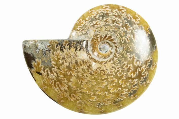 Polished Ammonite (Cleoniceras) Fossil - Madagascar #339208